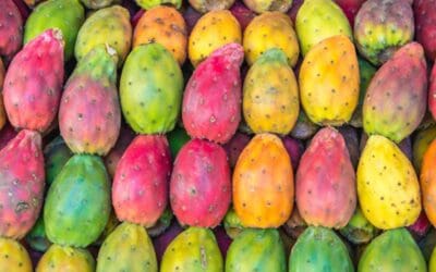 Beauty Benefits Of Prickly Pear Seed Oil